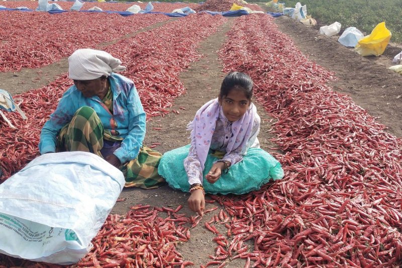 Der Großteil der Kinderarbeit findet in der Landwirtschaft statt.